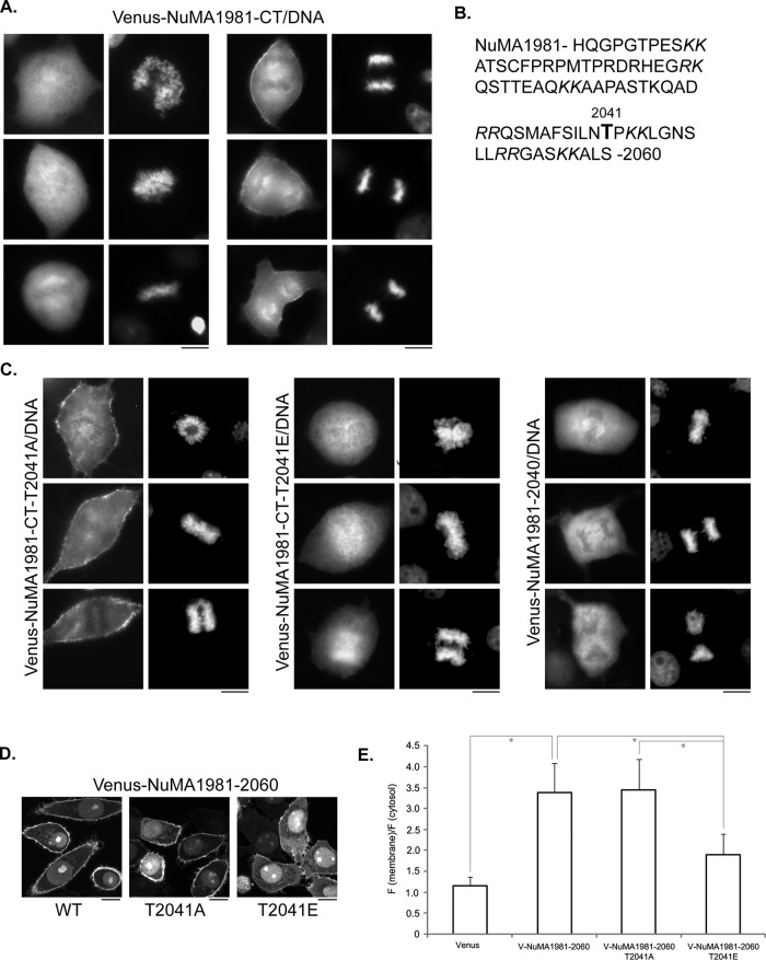 FIGURE 4: