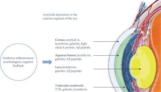 Interplay between Oxidative Stress, Inflammation, and Amyloidosis in ...