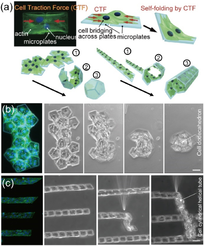 Fig. 12