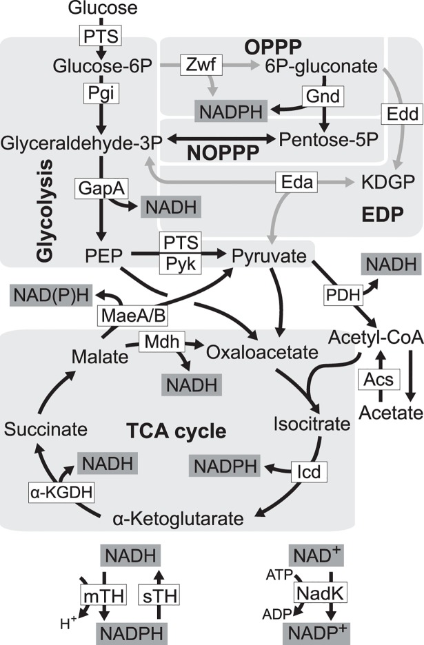 Fig 1