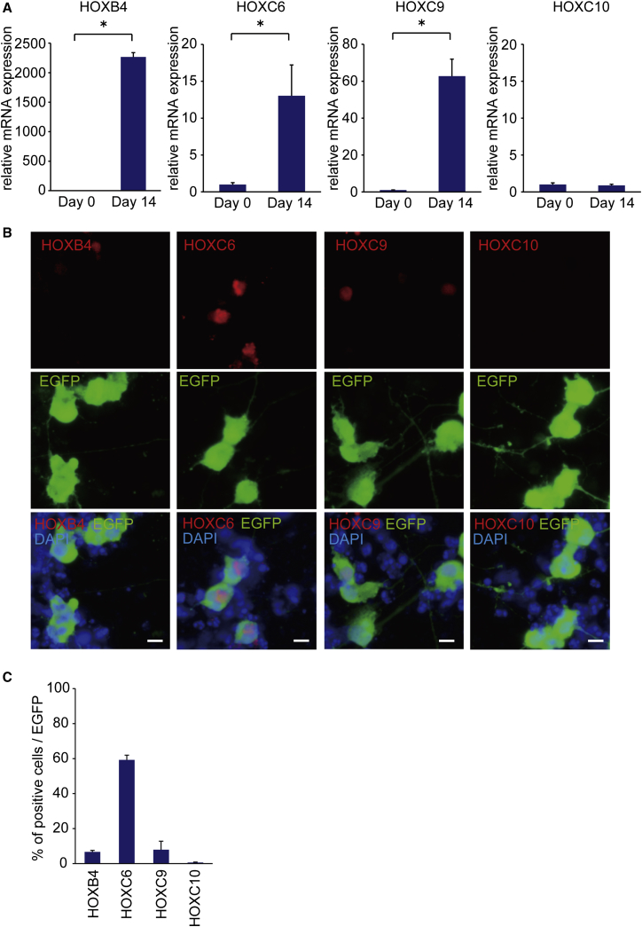 Figure 4