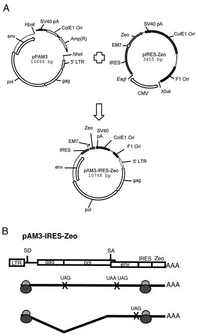 FIG. 1