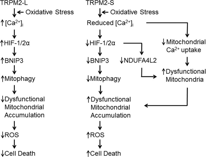 FIGURE 16.