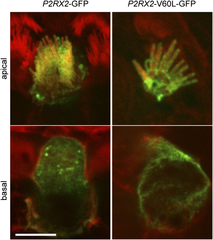 Fig. 2.