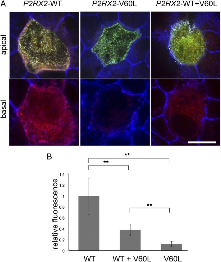 Fig. 4.