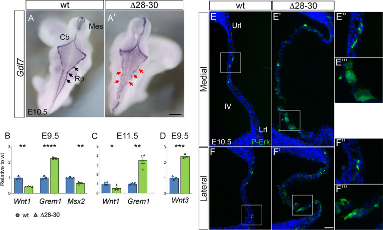 Fig. 8.