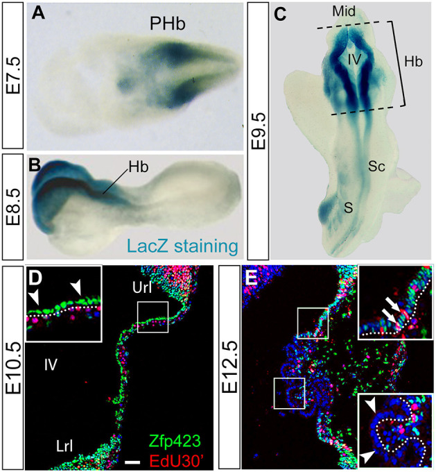 Fig. 3.