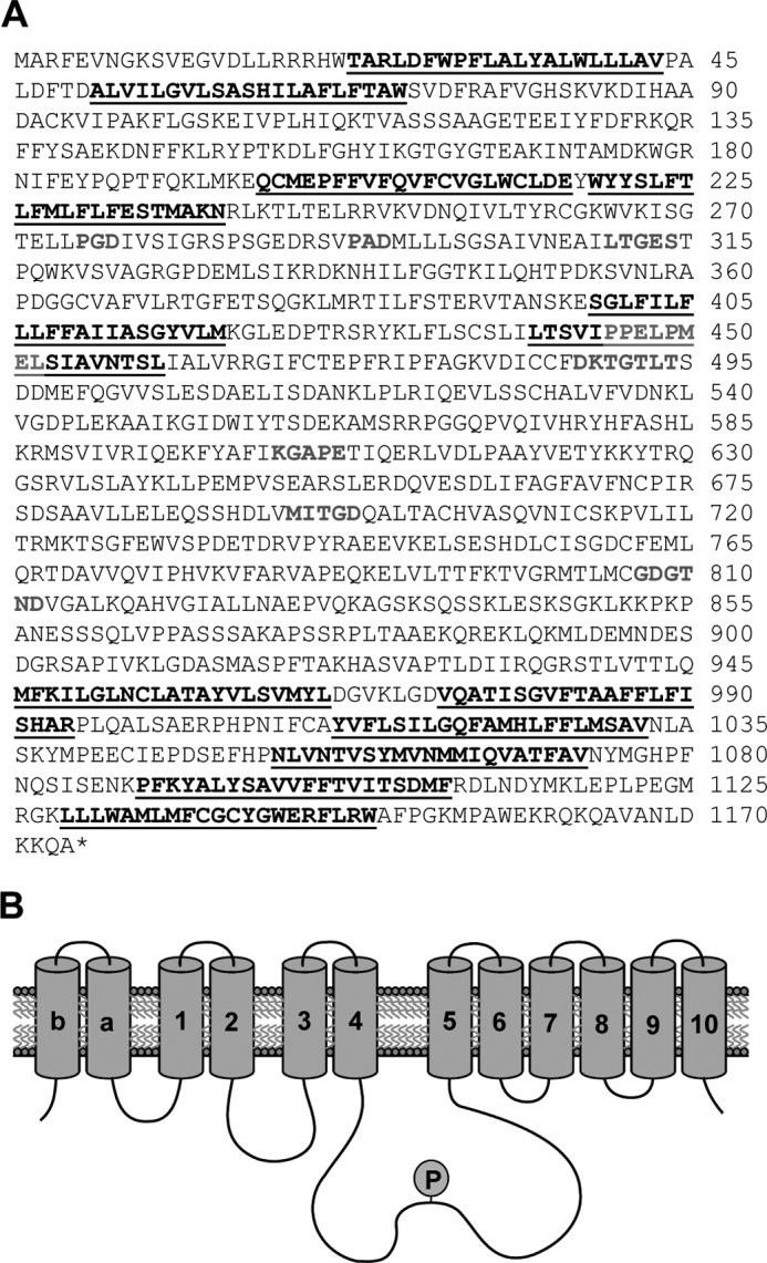 FIGURE 1.