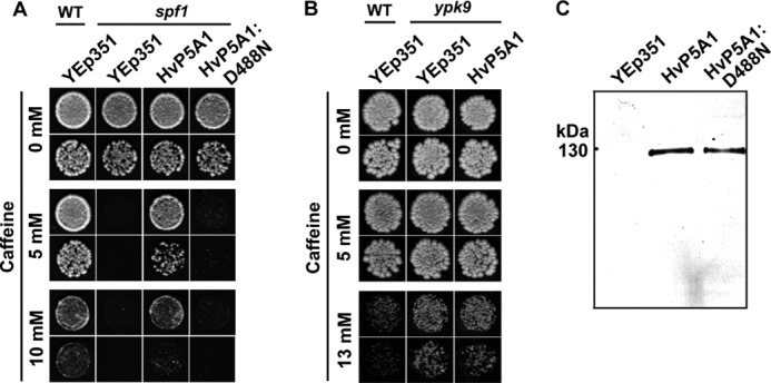 FIGURE 4.