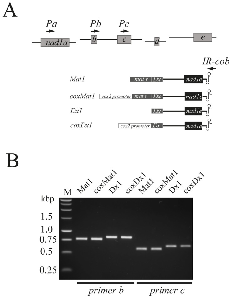 Figure 4