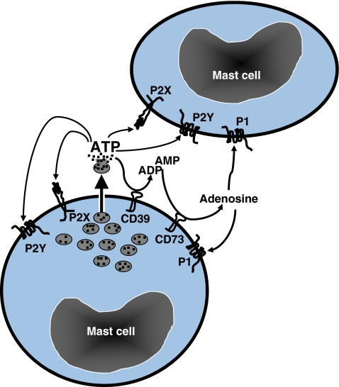 Fig. 3