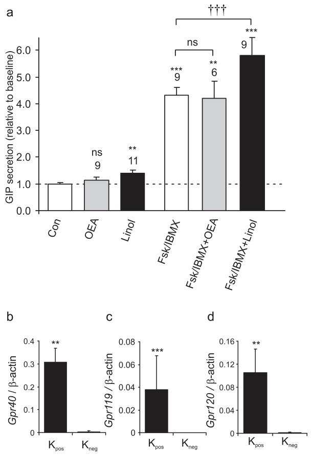 Nutrient-dependent secretion of glucose-dependent insulinotropic ...