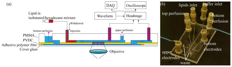 Fig. 1