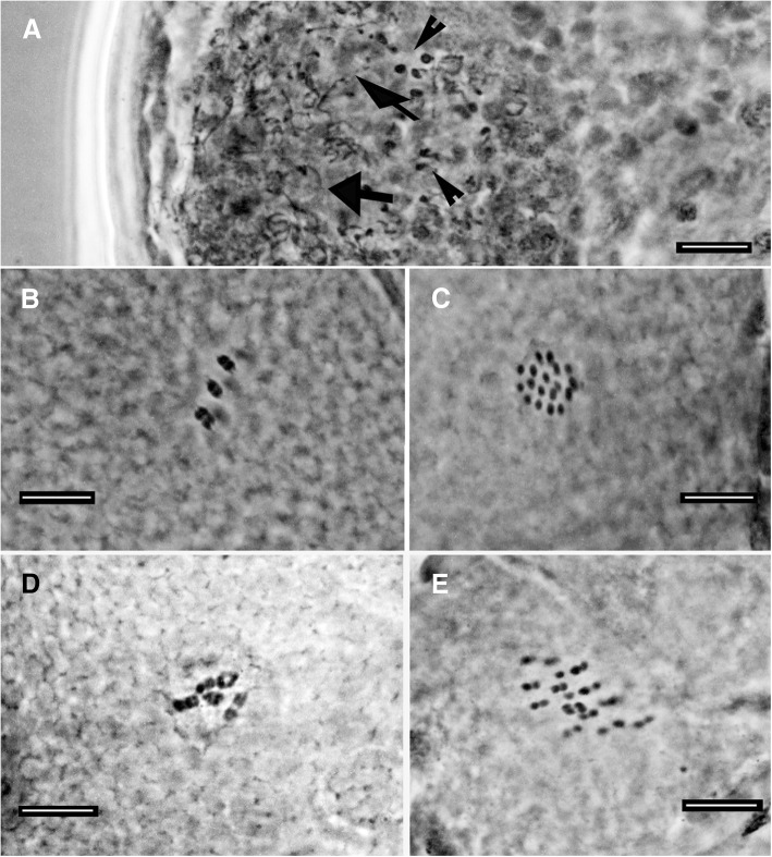 Fig. 11