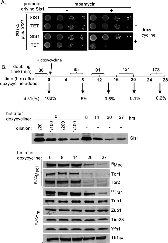 FIGURE 2: