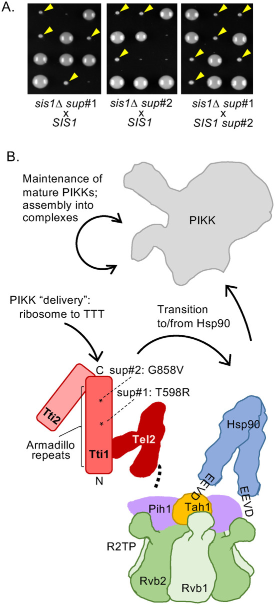 FIGURE 1: