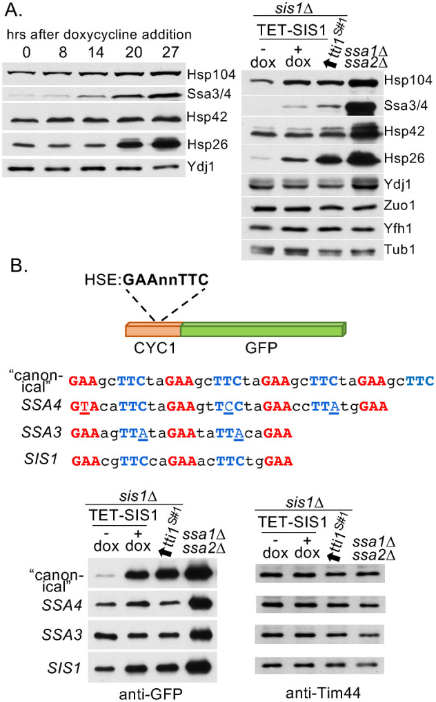 FIGURE 4: