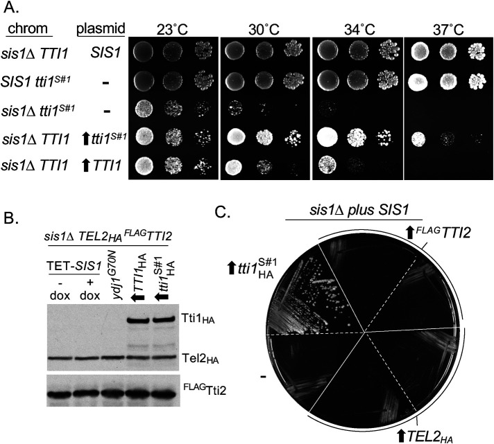 FIGURE 3: