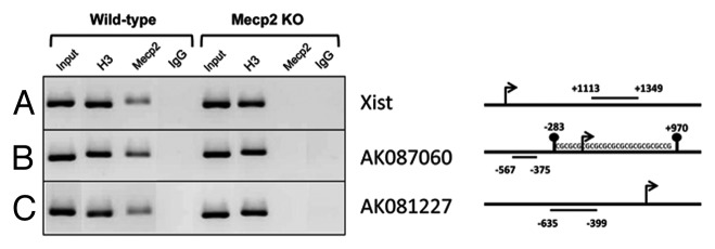 graphic file with name rna-10-1197-g2.jpg