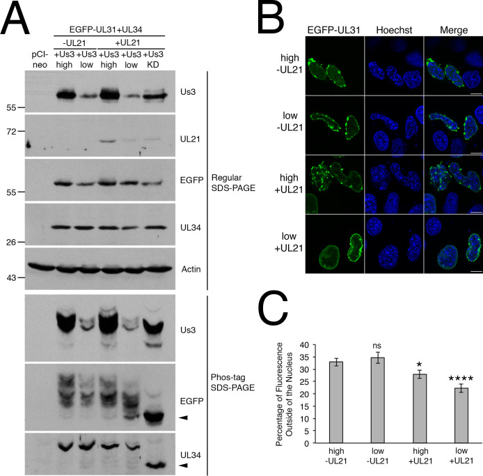 Fig 8