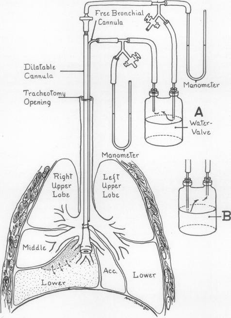 graphic file with name jcinvest00718-0152-a.jpg