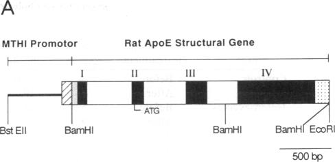 graphic file with name pnas01079-0243-a.jpg