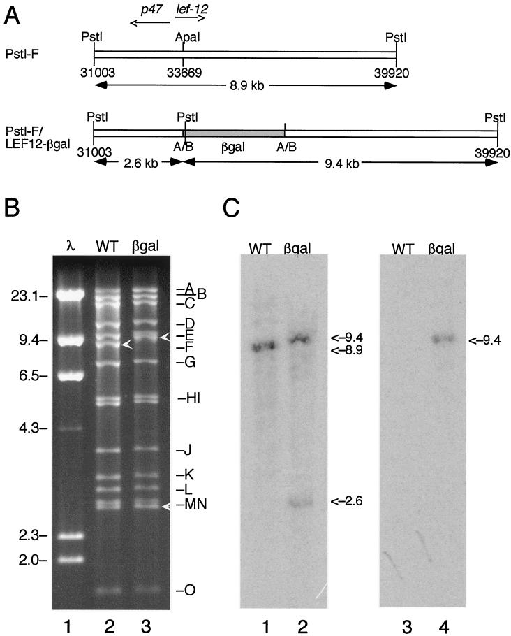 FIG. 1.