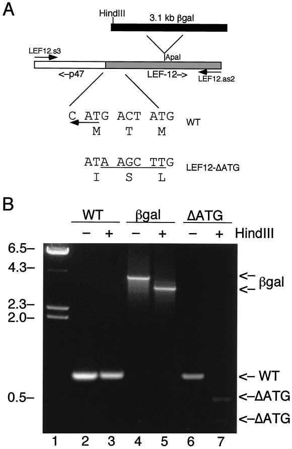 FIG. 2.