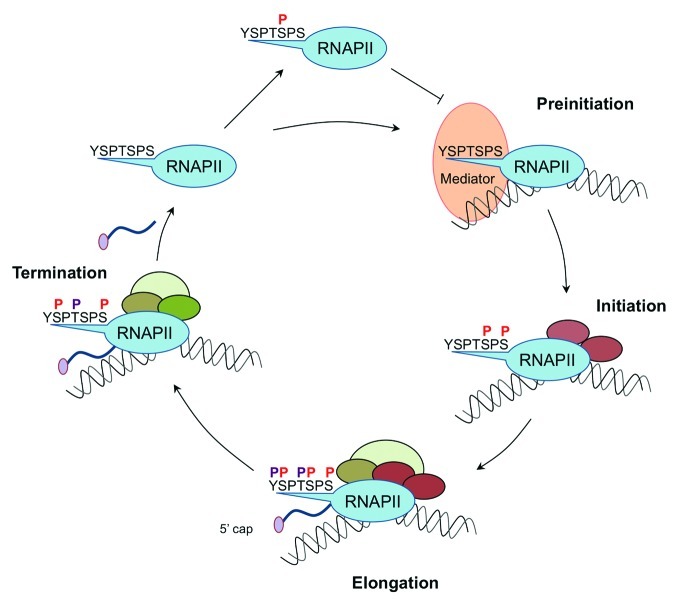 graphic file with name rna-9-1144-g1.jpg