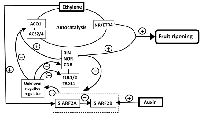 Fig 13