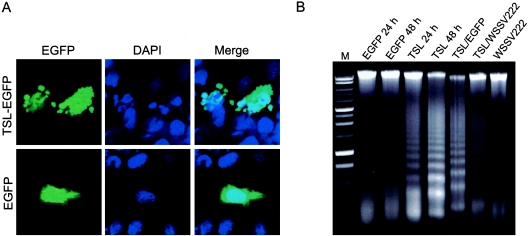 FIG. 6.