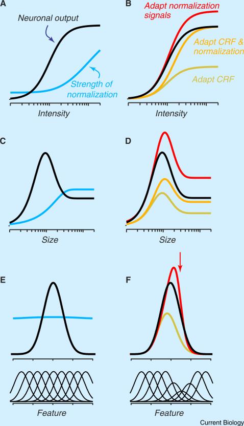 Box 1 Adaptation in the context of normalization models