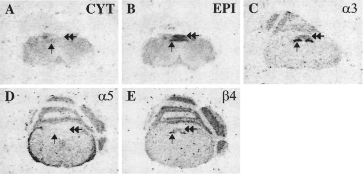 Fig. 8.