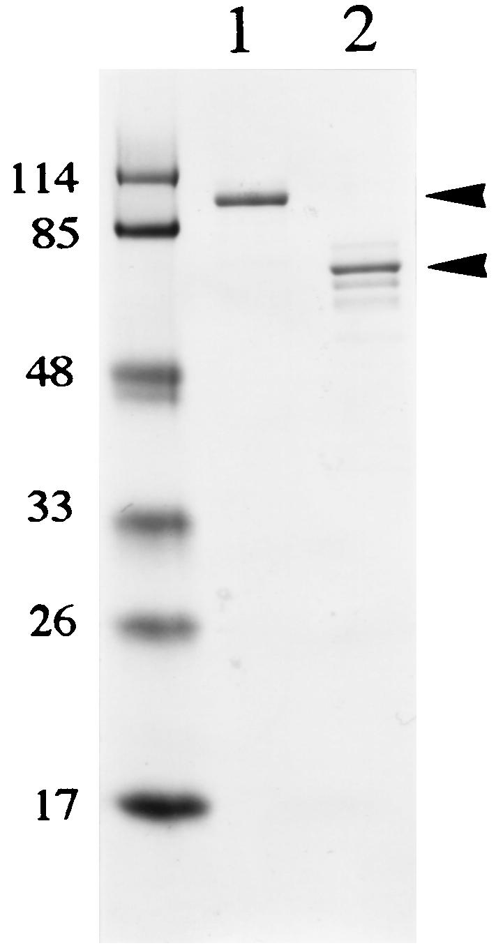 FIG. 5.