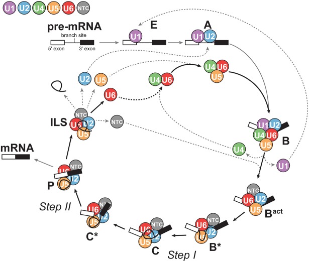 FIGURE 1.