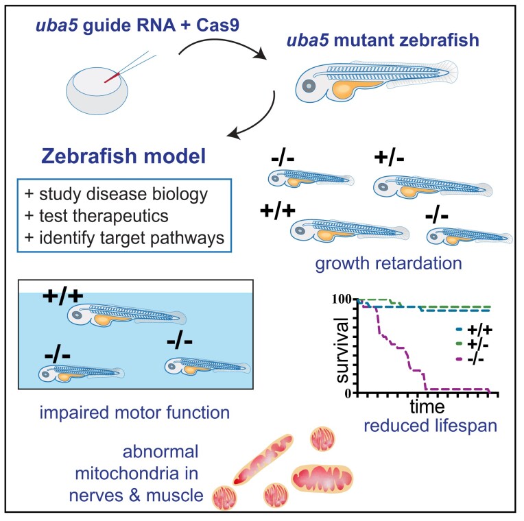 Graphical Abstract