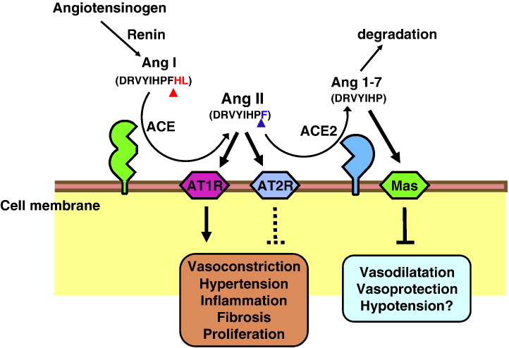 Fig. 2