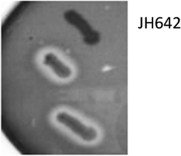 Isolation Of A Variant Of Subtilosin A With Hemolytic Activity - Pmc