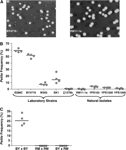 Figure 1.—