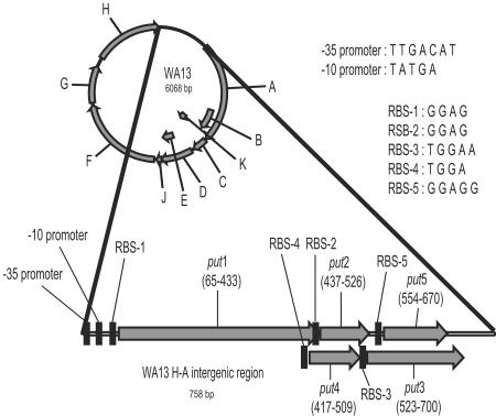 FIG. 1.