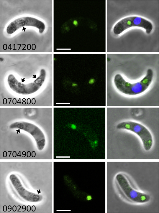 Unlabelled Image