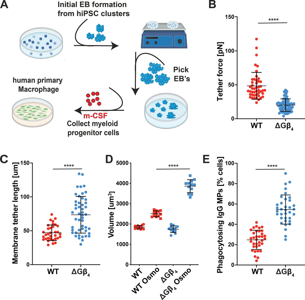 Fig 6: