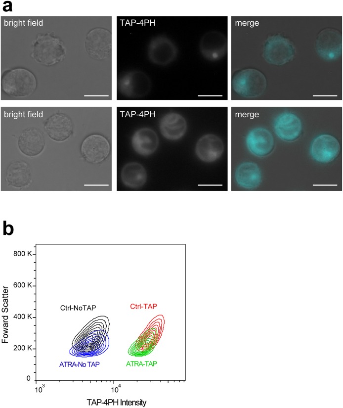 Fig 6