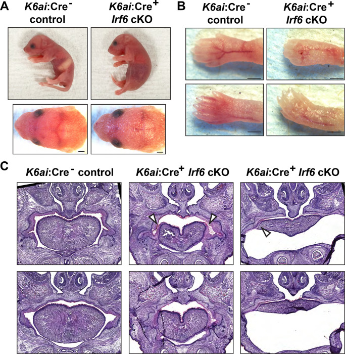 Fig. 6.