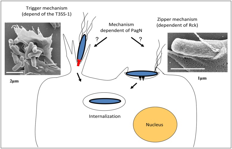 FIGURE 2