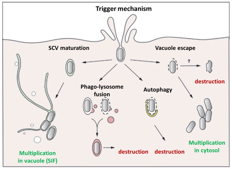 FIGURE 4