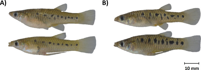 Fig 1