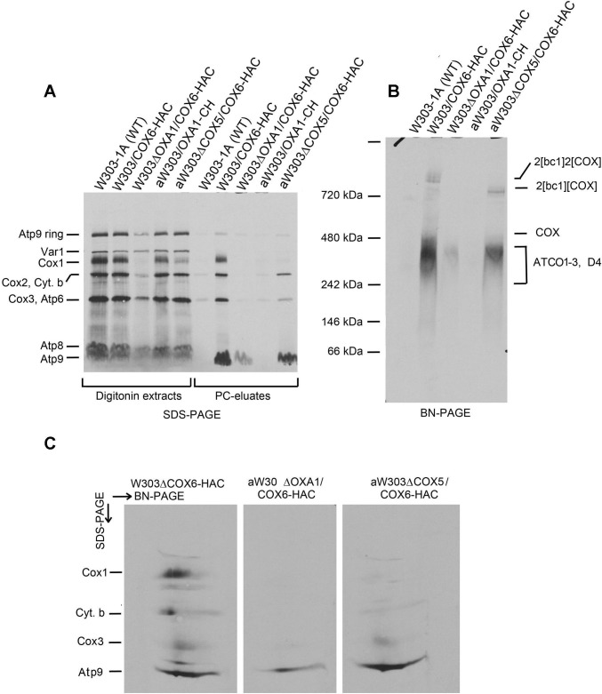 Fig 5