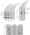 Fig 5