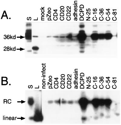 FIG. 3